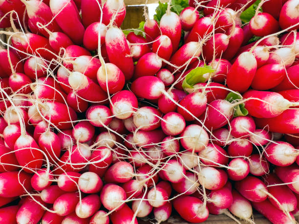 rabanete  - red radish horizontal still life full frame - fotografias e filmes do acervo