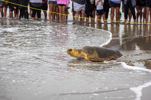 A subadult loggerhead sea turtle is released into the Atlantic Ocean at Cocoa Beach, Florida. The 170 pound turtle was injured by an ocean predator and was suffering from many other ailments. It was treated at the Sea Turtle Healing Center at the Brevard Zoo for several months before it was returned to the wild