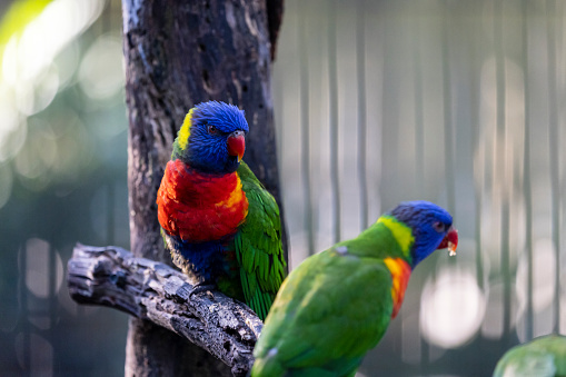 The rainbow lorikeet (Trichoglossus moluccanus) is a species of parrot found in Australia. It is common along the eastern seaboard, from northern Queensland to South Australia. Its habitat is rainforest, coastal bush and woodland areas.
