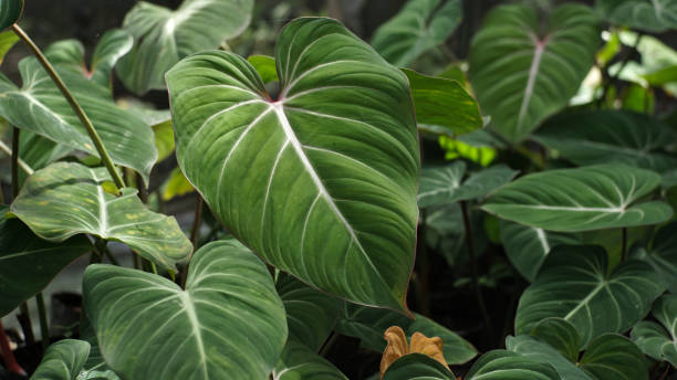 istock Philodendron Gloriosum in Forest Jungle 1450433917