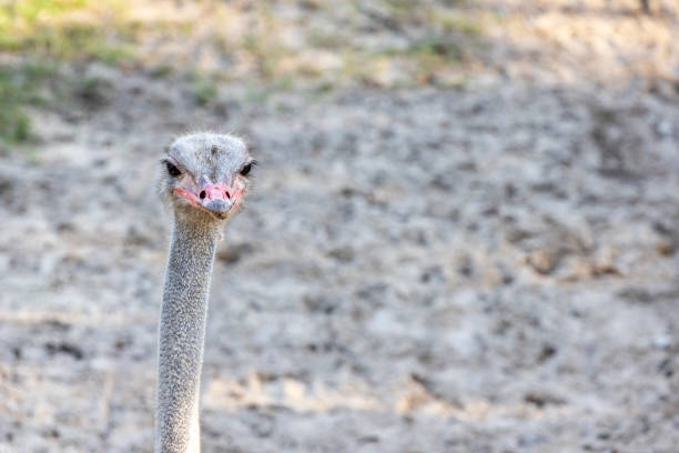 Ostriches are large flightless birds of the genus Struthio in the order Struthioniformes, part of the infra-class Palaeognathae, a diverse group of flightless birds also known as ratites that includes the emus, rheas, and kiwis. There are two living species of ostrich: the common ostrich, native to large areas of sub-Saharan Africa and the Somali ostrich, native to the Horn of Africa. They lay the largest eggs of any living land animal. With the ability to run at 70 km/h (43.5 mph), they are the fastest birds on land. They are farmed worldwide, particularly for their feathers as they are used as decoration and feather dusters. Their skin is also used for leather products. They are the heaviest living birds.