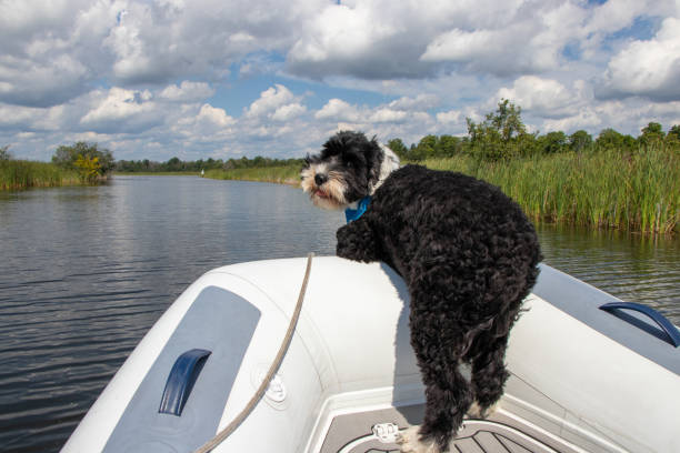 istock Dog looking over the bow a boat 1450436218