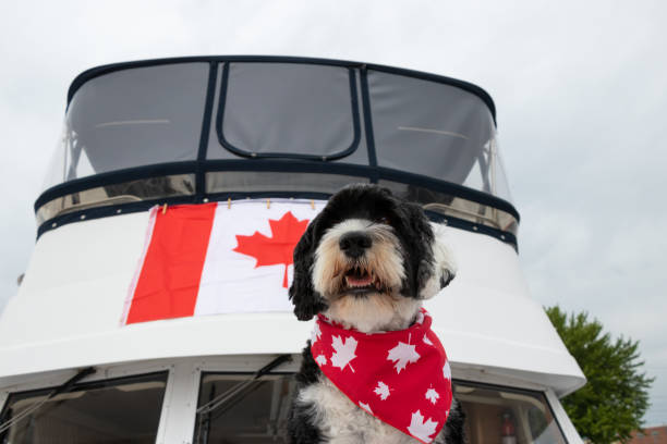 chien sur un bateau le jour de la fête du canada - flag canada canadian flag maple leaf photos et images de collection