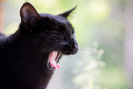 Cute pet black cat is yawning with her mouth open and eyes closed in front of a window indoors. Her pink tongue sticks out between her white, clean teeth.