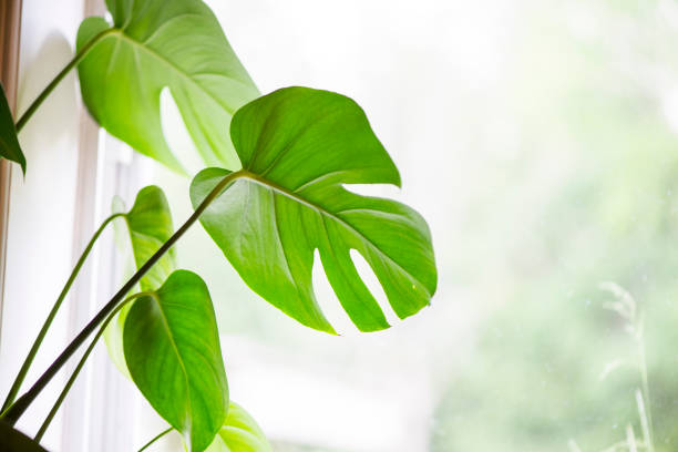 istock Monstera Tropical House Plant 1450436399