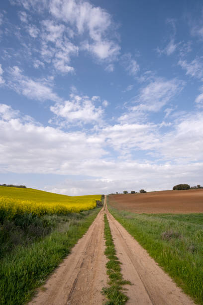 istock a long dirt road, surrounded by cultivated fields, on one side a yellow flowering rapeseed plantation and on the other a plowed cereal field, sky with cotton clouds 1450439298