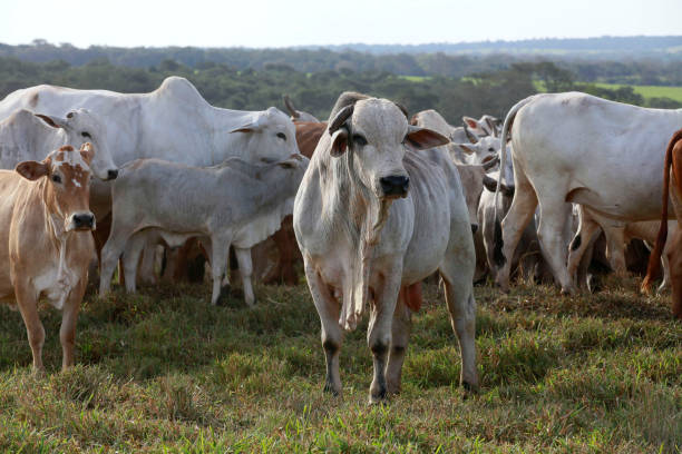 istock Cattle on pasture on farm 1450440359