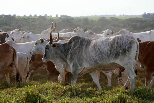 istock Cattle on pasture on farm 1450440386