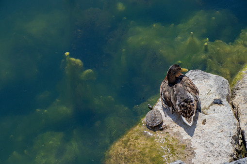 Turtle sitting beside a duck on a rock by the shore
