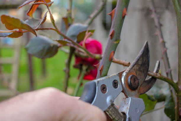 istock pruning rose trees in the garden 1450440915