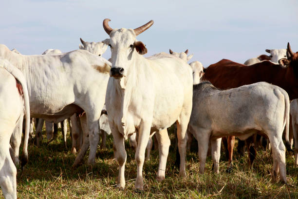 istock Cattle on pasture on farm 1450442060