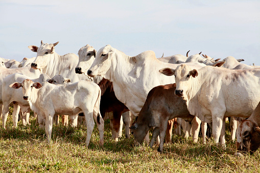 Cattle on pasture on farm. Countryside of Sao Paulo state, Brazil