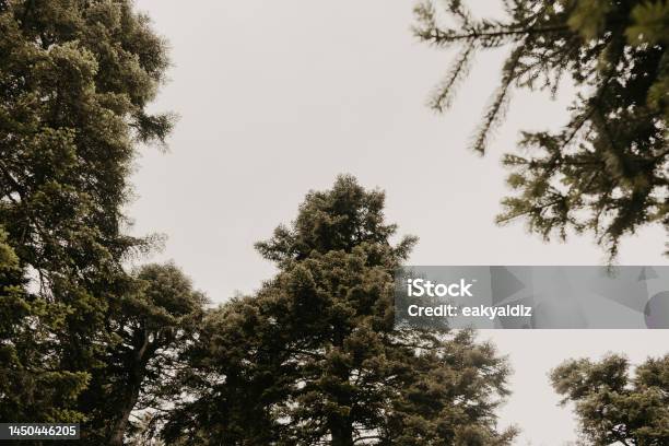 Pine Trees From The Bottom Angle Stock Photo - Download Image Now - Angle, At The Bottom Of, Backgrounds