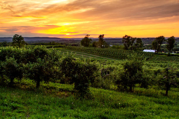 Warwick, NY - USA - June 2, 2018 Horizontal view of an orchard in the Warwick Valley during sunset. Warwick, NY - USA - June 2, 2018 Horizontal view of an orchard in the Warwick Valley during sunset. orange county new york stock pictures, royalty-free photos & images