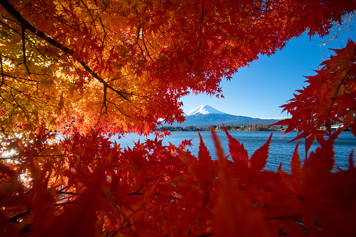 Mount Fuji in Yamanashi Prefecture on a beautiful autumn morning near Lake Kawaguchi