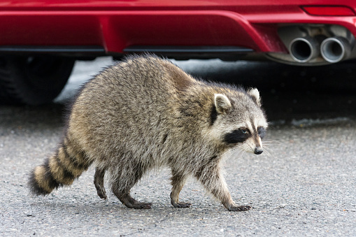 View of Common raccoon (Procyon Lotor) in urban areas in Toronto, Canada