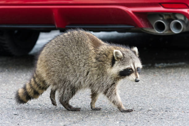 обыкновенный енот (procyon lotor) в городских районах торонто, канада - raccoon стоковые фото и изображения