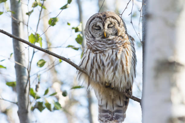 istock Barred owl (Strix Varia) on a branch with eyes closed 1450454160