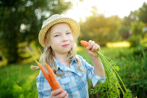 Cute little girl wearing straw hat holding a bunch of fresh organic carrots. Fresh healthy organic food for small kids. Family nutrition in summer.