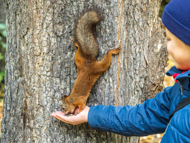 The boy feeds a squirrel with nuts from a hand in the wood