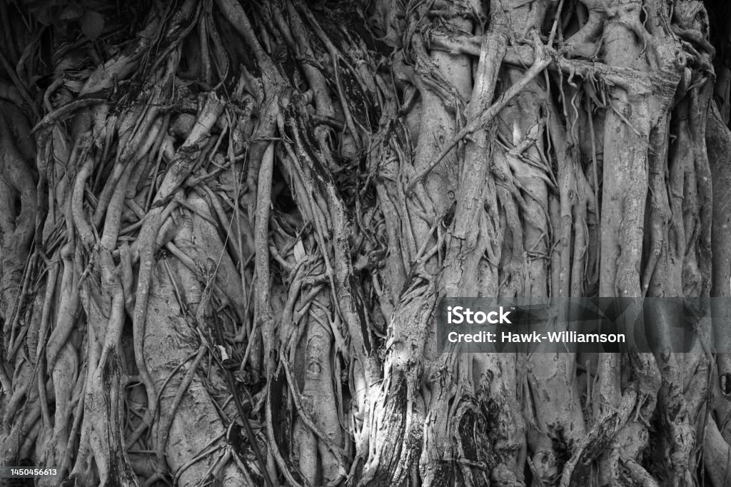 Ruff Ruff Bark Native Asian Tree With Ruff Bark Patterns And Texture Cause By Trunk ...