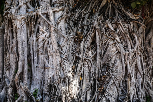 Native Trunk 50+ Brachial Plexus Trunk Photos Stock Photos, Pictures & Royalty-Free ...