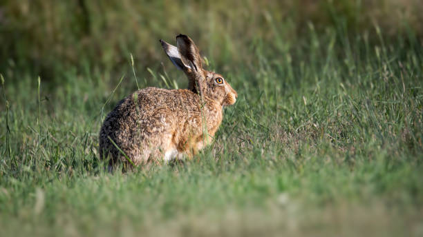 istock Large Hare out in the field 1450456758