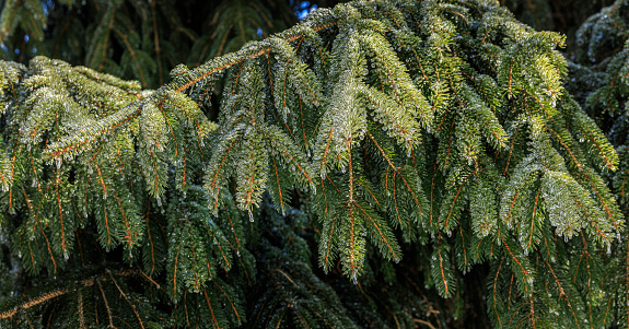 After a freezing rain, spruce branches bending under a thin layer of ice in winter forest of Pennsylvania, Poconos.