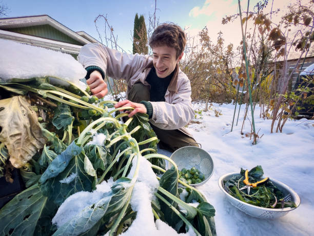 Smiling Young Man Picking Brussels Sprouts, Snowy Backyard Organic Garden stock photo