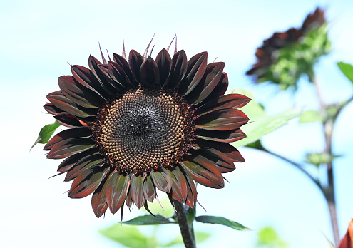 Closeup of blackish-brown sunflower.