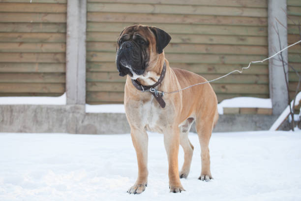 bullmastiff dog on a leash - bull mastiff imagens e fotografias de stock