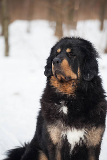 istock Black and tan Tibetan mastiff dog 1450458313