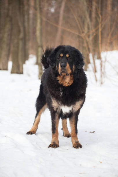 istock Black and tan Tibetan mastiff dog 1450458317