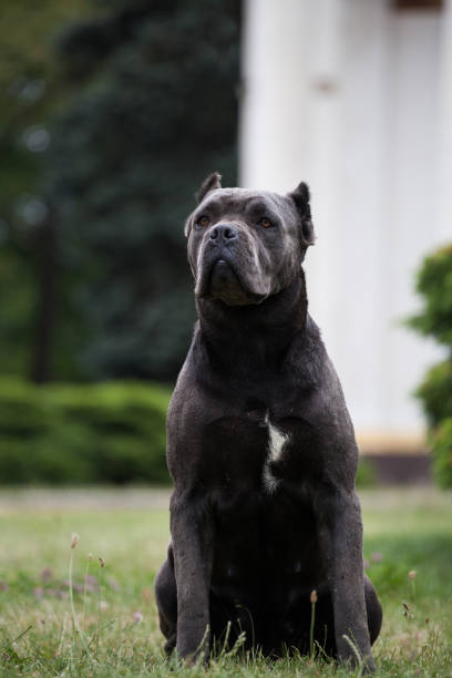 istock Italian Cane Corso puppy in the grass 1450458333