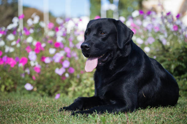 istock Puppy labrador retriever playing in the park 1450458359