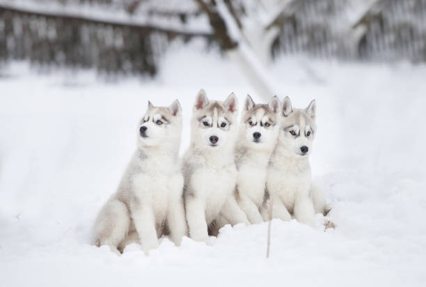 istock Siberian Husky puppy in the park 1450458420
