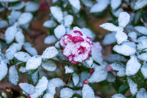 Snow covered blooming camellia flower in the morning