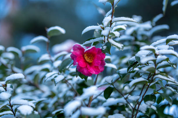 istock Snow covered blooming camellia flower 1450459070