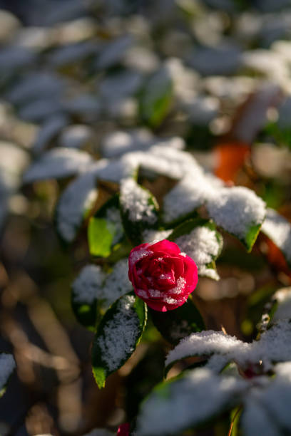 istock Snow covered blooming camellia flower 1450459087