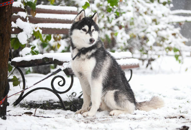 istock Siberian Husky puppy in the park 1450459121