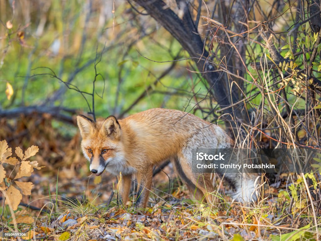 A vörös róka Vulpes vulpes sétál egy ösvényen az erdőben. - Jogdíjmentes Aranyos témájú stock fotó A vörös róka Vulpes vulpes sétál egy ösvényen az erdőben. - Jogdíjmentes Aranyos témájú stock fotó