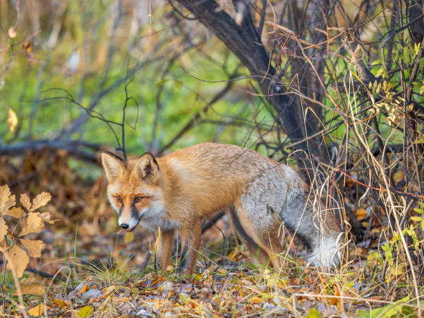 istock The red fox Vulpes vulpes walks along a path in the forest. 1450459306