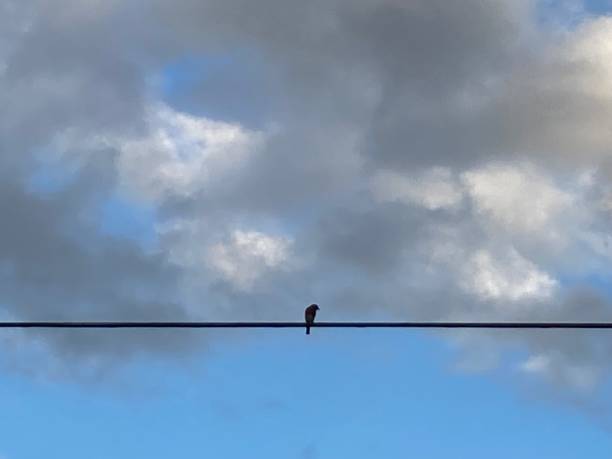 Lone bird on telephone wire beneath a cloudscape