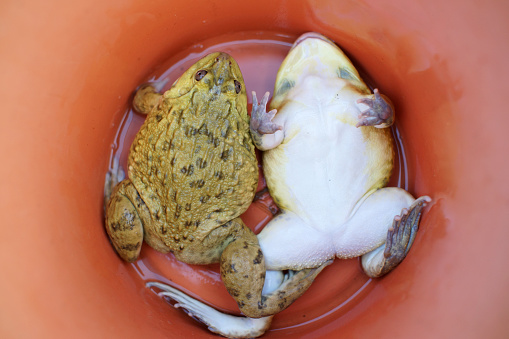Two frogs in an orange bucket for cooking