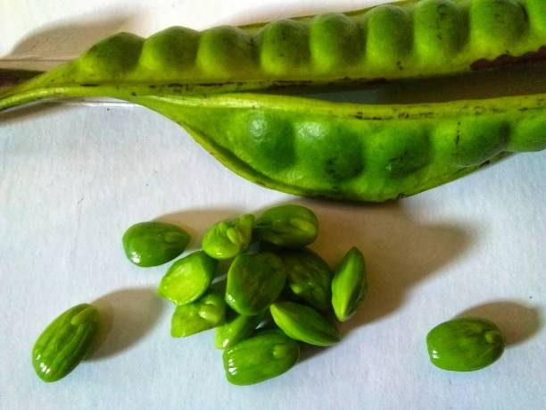 istock Parkia speciosa or petai seed 1450468020