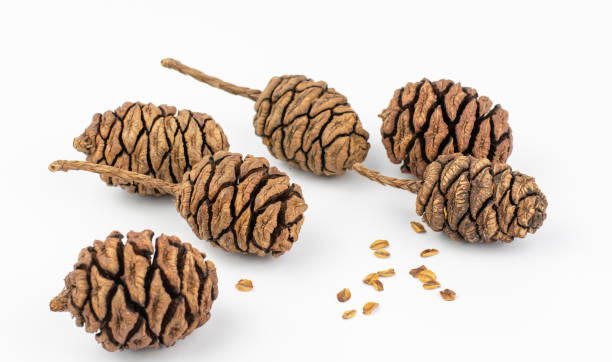 istock Giant sequoia (Sequoiadendron giganteum) cones isolated on white background. 1450470789
