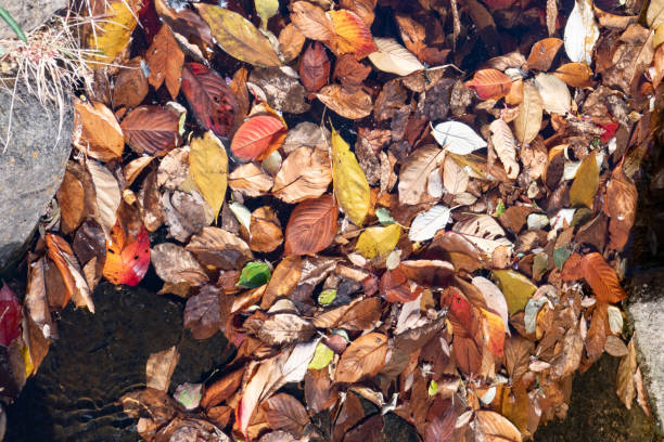 istock Fallen leaves in the stream 1450473158
