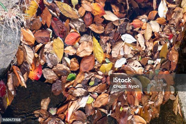 Fallen Leaves In The Stream Stock Photo - Download Image Now - Autumn, Backgrounds, Beauty