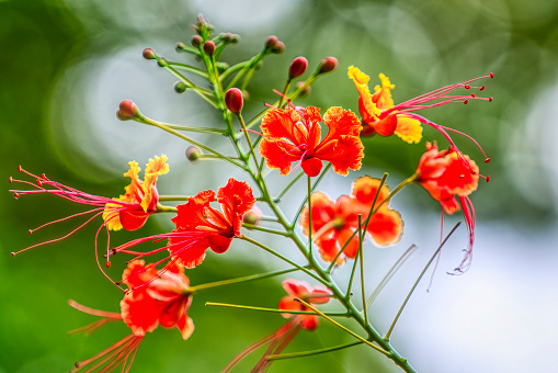 Peacock Flower (Caesalpinia pulcherrima) is native to the West Indies to Mexico and is a tropical evergreen small tree of the family Caesalpiniaceae. Brilliant red orange flowers and yellow double ring flowers bloom in conical inflorescence. From the center of the petal, make a long red stamen protrude. \n\nCommon names for this species include poinciana, peacock flower, red bird of paradise, Mexican bird of paradise, dwarf poinciana, pride of Barbados, flos pavonis, and flamboyant-de-jardin.