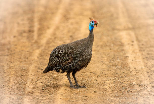 Turkey